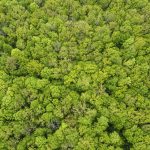 A forrest from above